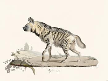 Cuvier 156 Hyene Rayee